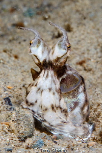 'Shapeshifter'. Mimic octopus
— Subal underwater housing... by Terry Steeley 